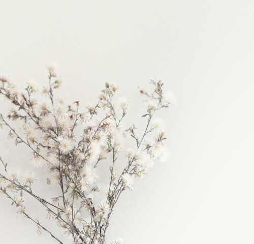 細い枝に小さな花がついた写真