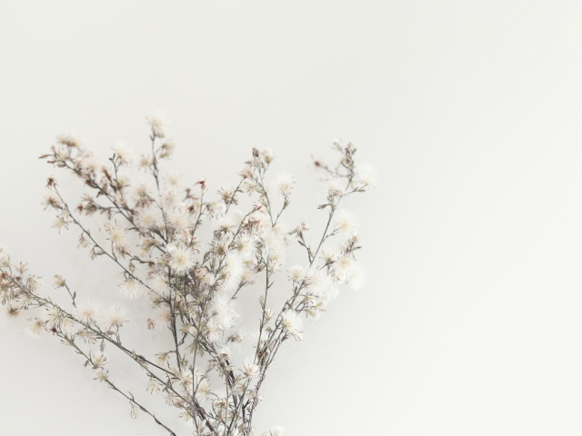 細い枝に小さな花がついた写真