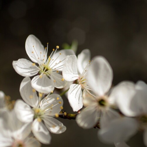 黒い背景に咲く白い花。柔らかい光に照らされた春の花の接写写真