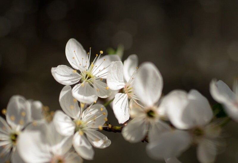 黒い背景に咲く白い花。柔らかい光に照らされた春の花の接写写真