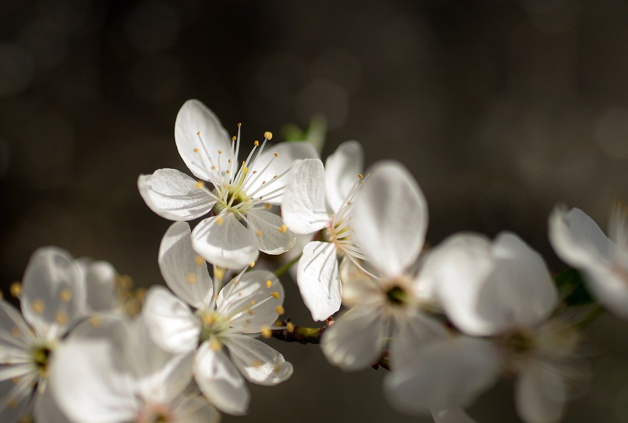 黒い背景に咲く白い花。柔らかい光に照らされた春の花の接写写真